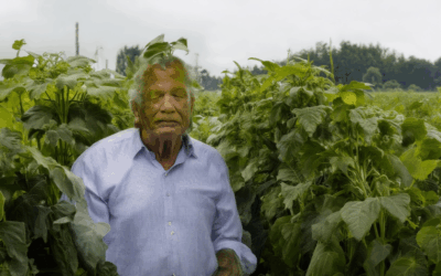 Unveiling Climate-Adapted Heirloom Plants and Their Role in Heirloom Carbon Capture