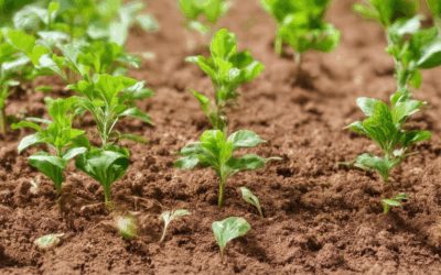 The Ultimate Guide to Organic Seed Starting for Home Gardeners: Everything You Need to Know