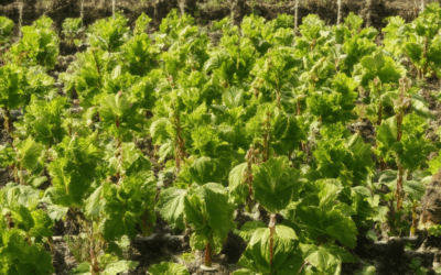 Understanding Heritage Plant Cultivation: What Makes a Plant an Heirloom?