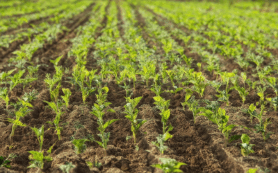 What is Traditional Seed Farming? Heirloom Seeds and Sustainable Practices Explained