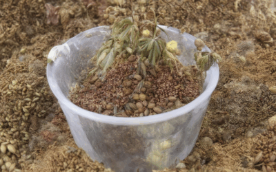 Preserving Native Seeds: Methods, Storage, and Legal Insights for Sustainable Practices