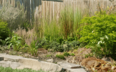 Igniting Biodiversity: A Comprehensive Guide to Creating a Biodiverse Backyard Habitat with Tips & Tricks