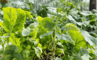 How to Grow Heirloom Plants: A Comprehensive Guide to Success