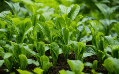 Effective Plant Propagation: Sustainable Techniques for Every Grower