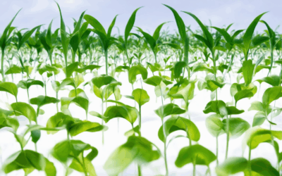 Exploring Non-GMO Crop Cultivation: Understanding Bioengineering and Sustainable Farming Practices
