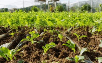 Discover How to Eco-Friendly Amend Soil for Healthier Plants and Thriving Gardens
