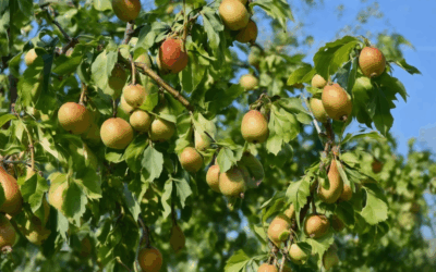 Are Heritage Fruit Trees the Secret to Boost Engagement and Thrive with Low Maintenance? Discover the Best Varieties, Including Fast-Yielding Mulberries and Long-Living Pears – Why You Need Them Now.