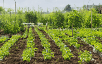 Heirloom Gardening in Your Community: Benefits, Challenges, and Free Seed Resources in 2024