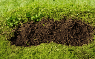 Composting for Healthy Soil: Answers to Your Top Questions