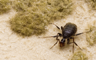 Natural Pest Control Solutions: Non-Toxic and Organic Methods
