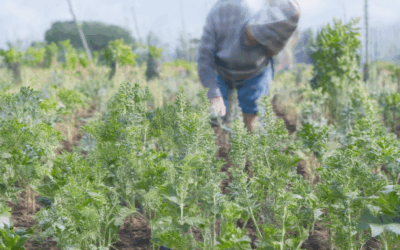 The Secret to Cultivating Rare Seeds: Unlocking Profitability and Success