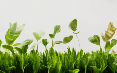 Discover the Best Organic Gardening Methods for a Sustainable and Healthy Garden