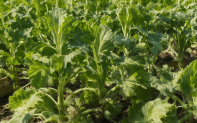 What Are Non-GMO Heirloom Plants? Discover Their Benefits and Where to Buy Organic Seeds Near You