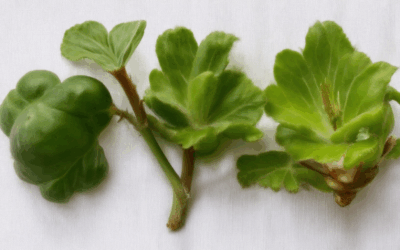 Identify Heirloom Plants: Characteristics, Classification, History, and Legal Insights