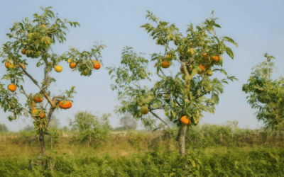 How to Successfully Plant Organic Fruit Trees: A Step-by-Step Guide to Growing Healthy, Productive Trees