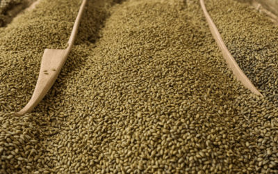 Exploring Organic Seed Sourcing: How to Find the Best Suppliers and the 4 Major Companies, Plus the Controversial Company You Should Know About