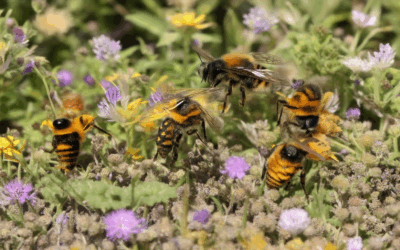 Elevate Your Space: DIY Pollinator Gardens for a Thriving Ecosystem