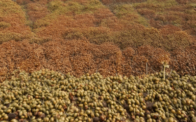 Exploring the Legacy of Heritage Seeds: Understanding the Differences Between Heirloom and Heritage Varieties Through Seed Exchanges and Top Companies