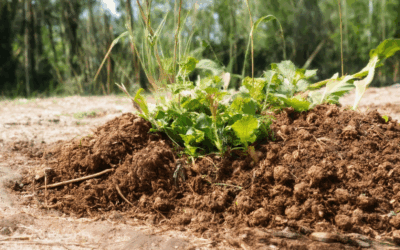 Discover How to Create Natural Compost at Home: A Step-by-Step Guide