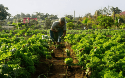 Igniting Organic Home Farming: Tips, Challenges, and Benefits for Urban Farmers