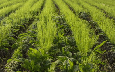 Discover the Benefits of Heritage Seeds for Small Farms: Why They’re Ideal and How They Thrive