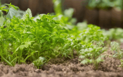 A Comprehensive Guide to Starting Organic Herb Cultivation: Tips, Methods, and Success Strategies