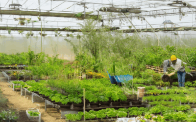 Sowing for the Future: Gardening with Generations in Mind