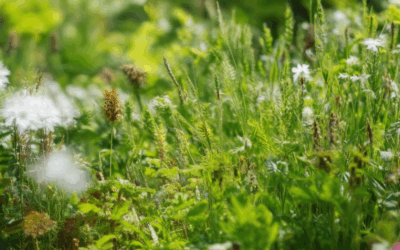 Transform Your Garden: Discover Effective Natural Herbicide Alternatives