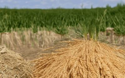 Exploring Traditional Methods for Sustainable Ancient Grains Cultivation: A Historical Overview