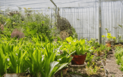 How to Boost Biodiversity in Your Home Garden: Essential Strategies for a Thriving Garden