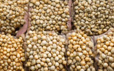 Historic Seed Varieties: Unveiling Their Unique Characteristics and Historical Importance