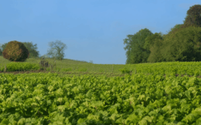 Preserving Tradition, Embracing Sustainability: The Unique Benefits of Growing Heritage Crops – A Farmer’s Guide