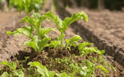 Elevate Your Home Garden’s Soil Health: Comprehensive Practices for Thriving Plants