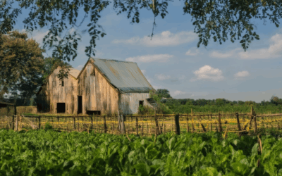 Igniting Success with Expert Heritage Farming Advice: A Comprehensive Guide to Agricultural Heritage Practices and Preserving Farming Traditions