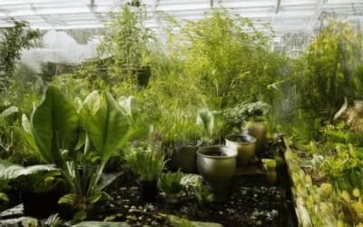 Transforming Your Home into an Eco-Friendly Oasis: A Comprehensive Guide to Sustainable Gardening