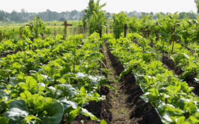 Heirloom Planting Tips: Unlocking Success for Every Grower