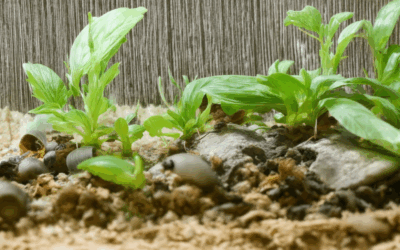 Unveiling Organic Pest Deterrents: Effective Solutions for Every Pest Problem