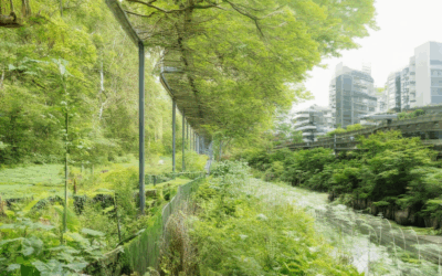 How to Create Biodiversity Corridors: Boosting Biodiversity Through Strategic Planning