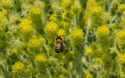 Planting Pollinator-Friendly Crops: A Complete Guide to Designing a Bee-Friendly Garden