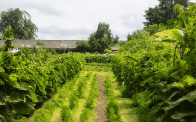 Join the Heirloom Gardening Community Movement: Seamlessly Access Free Resources and Grow Your Green Thumb