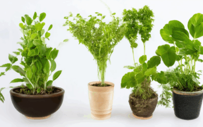 Uncovering the Rarest Herbs You Can Grow Indoors and the Hardest to Grow + Tips for Success