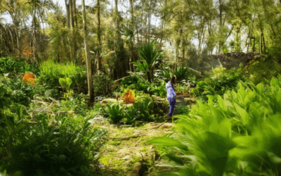 Igniting Your Path with Permaculture for Beginners: A Complete Guide to Starting Your Sustainable Garden