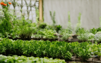 Low-Impact Gardening Techniques: Mastering the 70/30 Rule, 3-Year Plan, and Japanese Methods