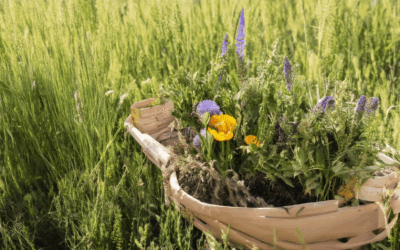The Heirloom Seed Preservation Network: Your Ultimate Guide to Effective Seed Saving