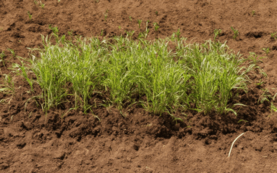 Mastering Backyard Soil Health: Answers to Your Most Common Questions