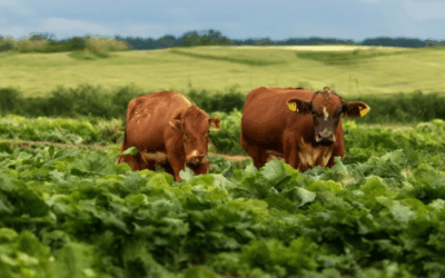 Exploring Sustainable Food Production: Systems, Examples, and Why Beef Is Less Sustainable