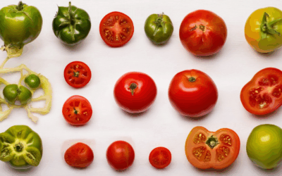 The Ultimate Guide to Choosing Non-GMO Heirloom Tomatoes
