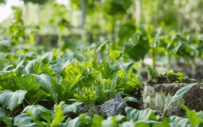 Mastering Organic Disease Control: Effective Strategies for a Healthier Garden